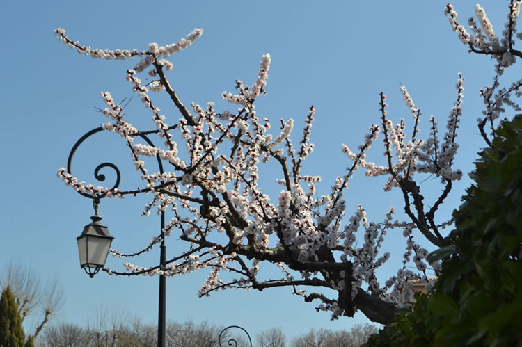 Springtime in Provence