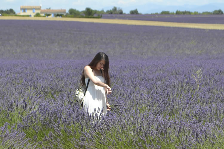 provence-lavender_0569
